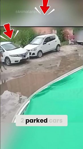 Horse Jumps Over Car to Escape Pit Bull! 😳🐎