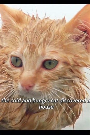 A fish grabbed the little cat’s tail and actually tried to eat it!#usa #animals #nature #documentary #uktiktok