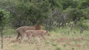 Affectionate Lions Walking in African Savannah