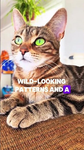 "😱Top 5 Rarest Cat Breeds You’ve Never Seen Before"#catbreed #rarecats #cat #Catfacts