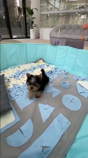 teacup yorkies for adoption #teacupyorkie ##yorkiesforsale #yorkie #teacupyorkie #yorkiesofinstagram