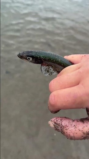 Capelin rolling on the beach in Newfoundland
