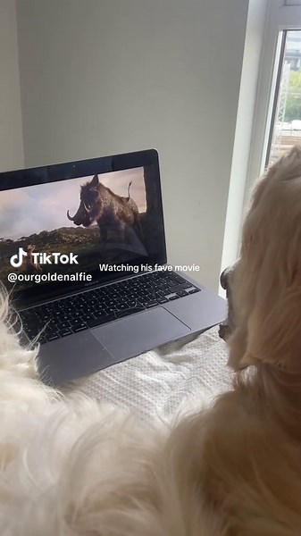 Obsessed #goldenretriever #goldensoftiktok #goldenretrieverpuppy