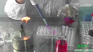 威斯腾生物视频——Transwell细胞侵袭实验方法