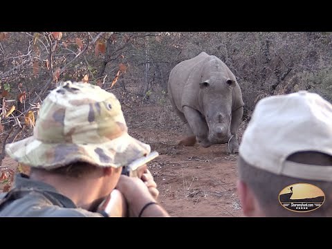 Dangerous Game Hunt in South Africa (Full Video) - Sharemyhunt.com