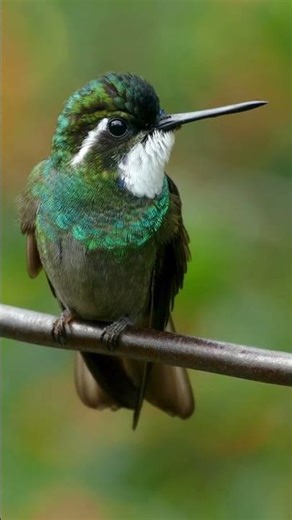 The Amazing Hummingbird:The Flying Jewels:Hummingbirds’ Stunning Colors #shorts #hummingbird #birds