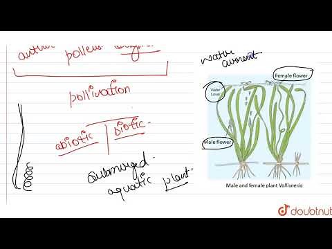 Explain the process of pollination in Vallisneria .How is it different in water- lily , which is