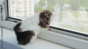 A brown and white guinea pig looks out of a high-rise building window
