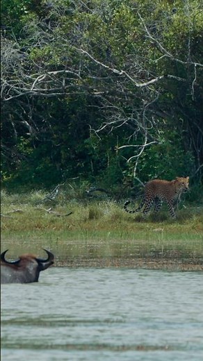 Leopard Hunt Caught on Camera: CRAZIEST Wildlife Footage EVER!