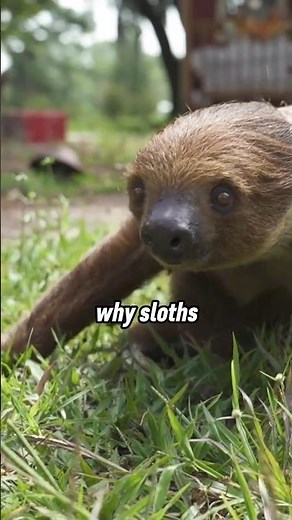 WHY SLOTHS move slowly