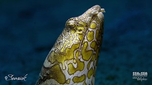 Video captured by SEA&SEA Alpha, Evan Sherman SEASICK PRODUCTIONS with SEA&SEA MDX-a7II Housing. #seaandseaalpha #seaandseausa #seaandsea #scubadiving #scuba #diving #strobe #mdx #videography #filmmaking #underwatervideography #underwaterphotography | SEA&SEA Underwater Imaging