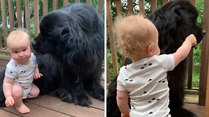 728K views · 7.1K reactions | Who needs a nanny when you have a Newfoundland? Check out this adorable clip of a big doggo babysitting the baby and enjoying every minute of it! Cuteness overload! | Rumble | Facebook