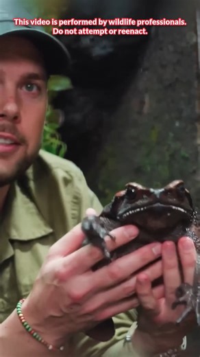 The largest toad in South America! #toads #giantanimals #southamerica #bravewilderness | Brave Wilderness