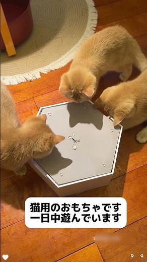 このおもちゃはとても面白くて,買って来てから,猫は一日中遊んでいました#可愛い #ペット用品 #おすすめ