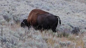Bison, also known as American buffalo, grazing on grass in Yellowstone National Park during fall.
