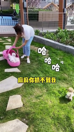 Sitting on a Makeup Palette - Tiny Beauty Guru 🎨🐶 #TeacupFun