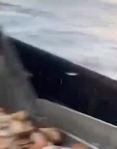 Dumping on deck and processing of scallops Scallops are caught using bottom dredge fishing methods & have fisherys in Tasmania & Victoria 🎥 Video from Benton a mate of Deep down dirty fishos Australia | On The Deck - Footage from Australia's Commercial Fisherman