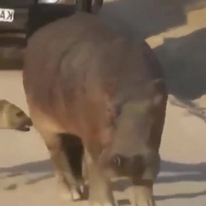 710K views · 10K reactions | With cunningness, Hyenas had Hippo for dinner | MAX Nature | Facebook