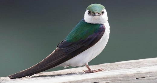 Violet-green Swallow Identification, All About Birds, Cornell Lab of Ornithology