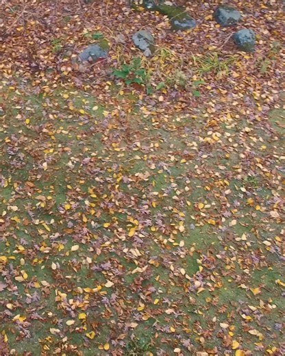 Get ready to Rake Easy Forever! 🌞 Save up to $600 on Any Cyclone Rake in our Pre-Season sale! Add a Power Vacuum Pickup or Estate Vac and save an extra $150 - score! | Cyclone Rake