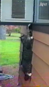 Those are some scaredy cats! 😂 | AFV Classics