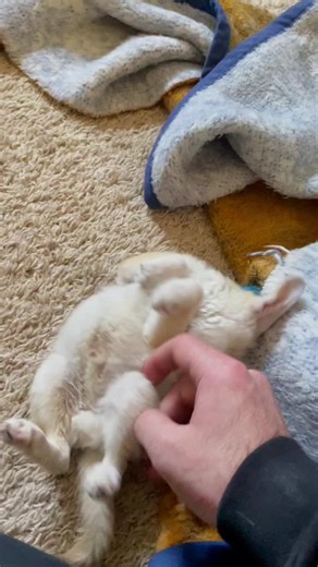 Adorable Big Belly Baby Bedu Fennec Fox | Cute Pet Animal Video