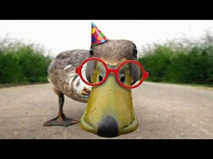 Funny Duck Videos Try Not To Laugh Compilation