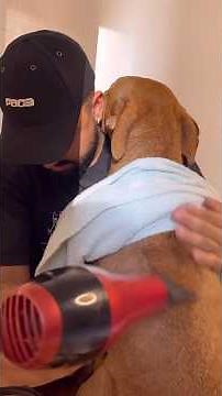 JÁ PRATICARAM O AUTOCUIDADO HOJE 🛁? #pitbull #rotinapet #asmr #asmrdog #banhopet