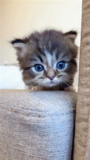 Kitty meowing to attract cats