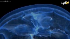 7.6K views · 38 reactions | Would you eat jellyfish chips? (H/t The New Food Economy) | A Plus | Facebook