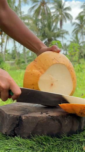 A Coconut with Striking Color Contrast