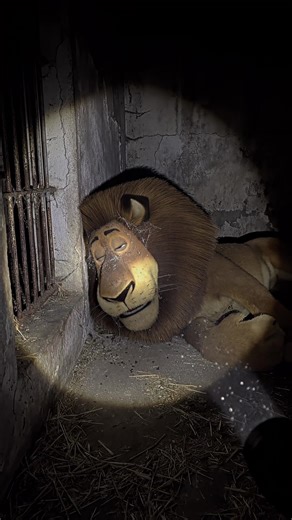 Exploring AI-Generated Madagascar Cartoon Videos