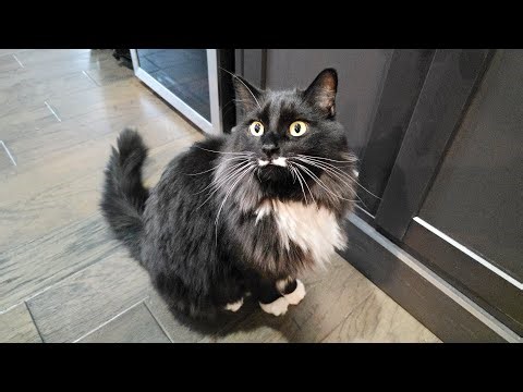 My cat meowing and complaining at me for being late