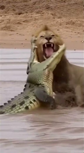 Epic Lion vs Crocodile Battle #LionVsCrocodile #WildlifeFight #PhonePOV #EpicAnimalBattle