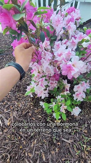 ¡Cómo cuidar las azaleas! #Flores