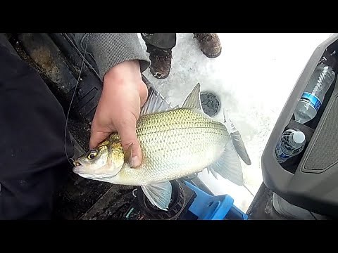 ICE FISHING LAKE WINNEBAGO (PERCH,WALLEYE, AND WHITEBASS)