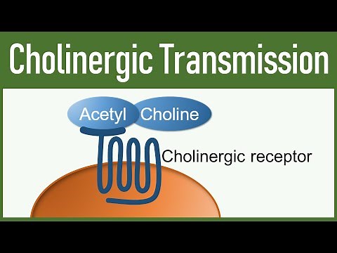 Cholinergic Transmission | Autonomic nervous system