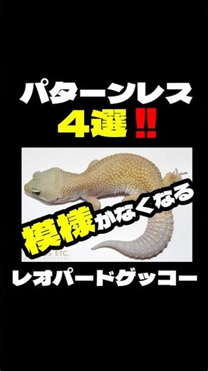 模様がなくなるパターレス4選‼️「レオパードゲッコー」 #レオパードゲッコー #爬虫類 #ヒョウモントカゲモドキ