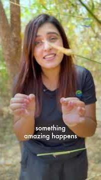 How can Japanese forests save Indian cities? -Miyawaki