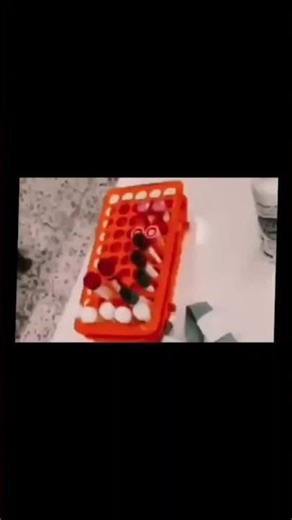 Bacteria under the microscope