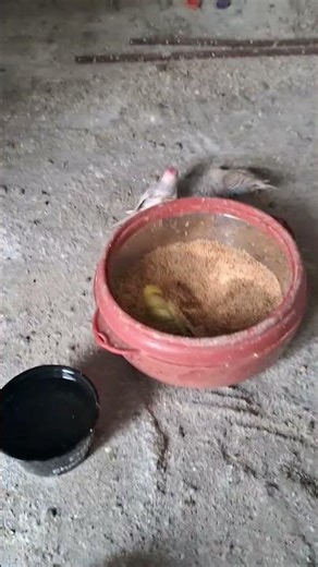 ye kese huaa ? #parrot #birds#pets #budgies #ilovemohammadﷺ #viralvideo