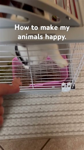 How to make my animals happy.￼