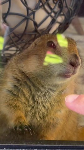 Prairie Dog Licks Everything in Sight