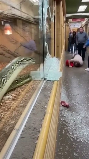 Terrifying Python Escape Caught on Camera