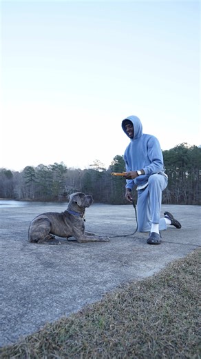 Effective Dog Training Tips Using Gemini in Chrome