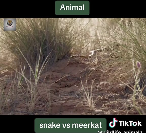 Snake vs Meerkat: A Wild Encounter!