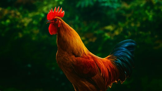 Wildlife Faces – Quiet and Natural Moments in 4K