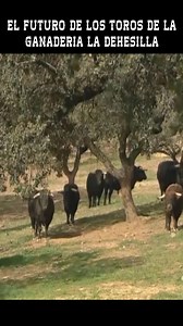 11K views · 373 reactions | EL FUTURO DE LOS TOROS DE LA GANADERIA LA...