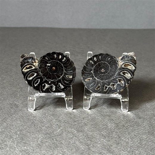 Black Ammonite Shell Fossil Polished Halves From Madagascar / Natural - Etsy