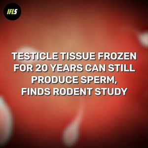 After implanting decades-old frozen rat tissue into mice and comparing it with tissue just a few months old, the researchers discovered that the older tissue could resume sperm production even after being frozen for so long. | IFLScience